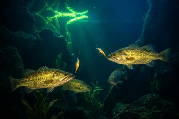 Слот Big Bass Bonanza рыбалка